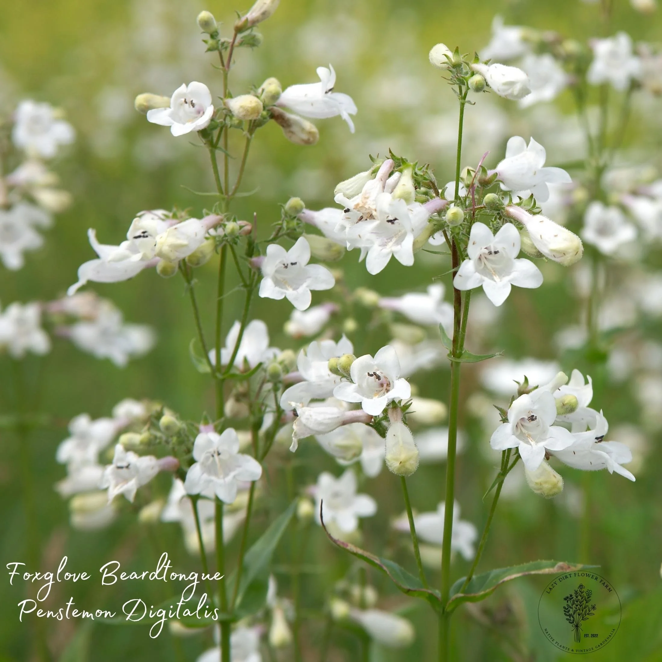 【ナオミライト　テディベア（31）　TUPPENCE（タペンス）】 Foxglove Beardtonque Penstemon digitalis